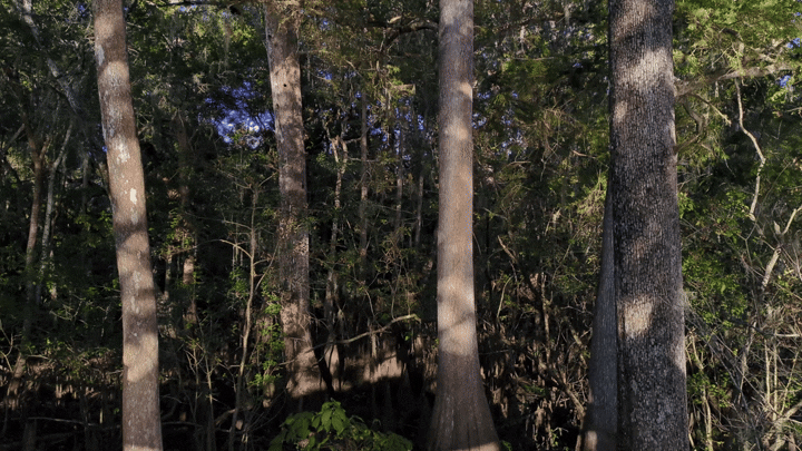 trees